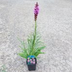 Šuškarda klasnatá (Liatris spicata) ´KOBOLD´, kont. P9